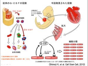 循環器病学―ゲノム・iPS細胞からstructural hea Amazon.co.jp: 循環器病学 カラー版 ゲノムiPS細胞から